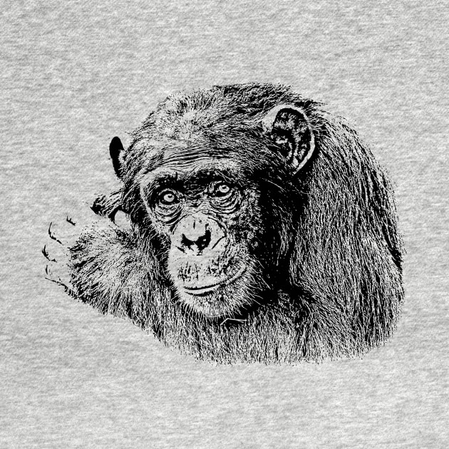 Sad-eyed Chimpanzee for Animal Lovers by scotch